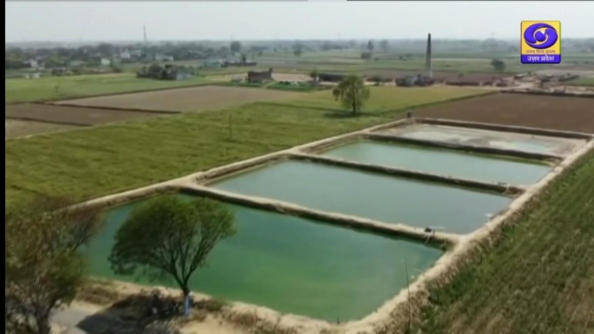 DDUttarPradesh's tweet image. तालाब प्रबंधन क्या है ?
मछली पालन के लिए तालाब की तैयारी कैसे करें ?

"मत्स्य पालन और तालाब प्रबंधन" पर विस्तार से जानकारी के लिए अभी देखिए कार्यक्रम #कृषि_दर्शन 
👇👇
सिर्फ़ दूरदर्शन उत्तरप्रदेश पर और youtube.com/live/ykt4mRs9v…
#Fisheries #PondManagement