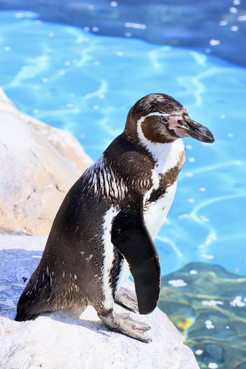 #羽村市動物公園 出身のシルバーさん
東武でもうっすら桜フンボしてました
#東武動物公園 #フンボルトペンギン