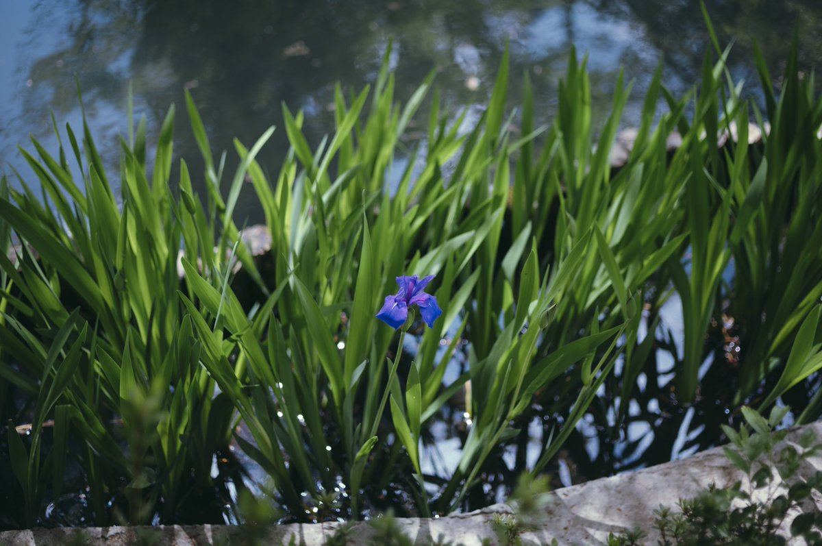 根津美術館で、この時期公開される燕子花図屏風。素晴らしいの一言でした。庭園の燕子花はまだまだだったけど、なぜか一輪だけ咲いてた。
