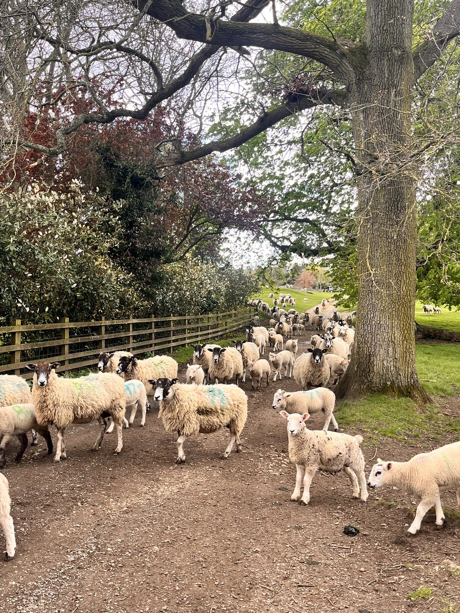 thegingerpostie's tweet photo. Erm. They were NOT there when I parked up!! 
😂😂😂😂
#watchingme
#postie 
#postielife 
#rural 
#countryside https://t.co/h5zpA6jQmG