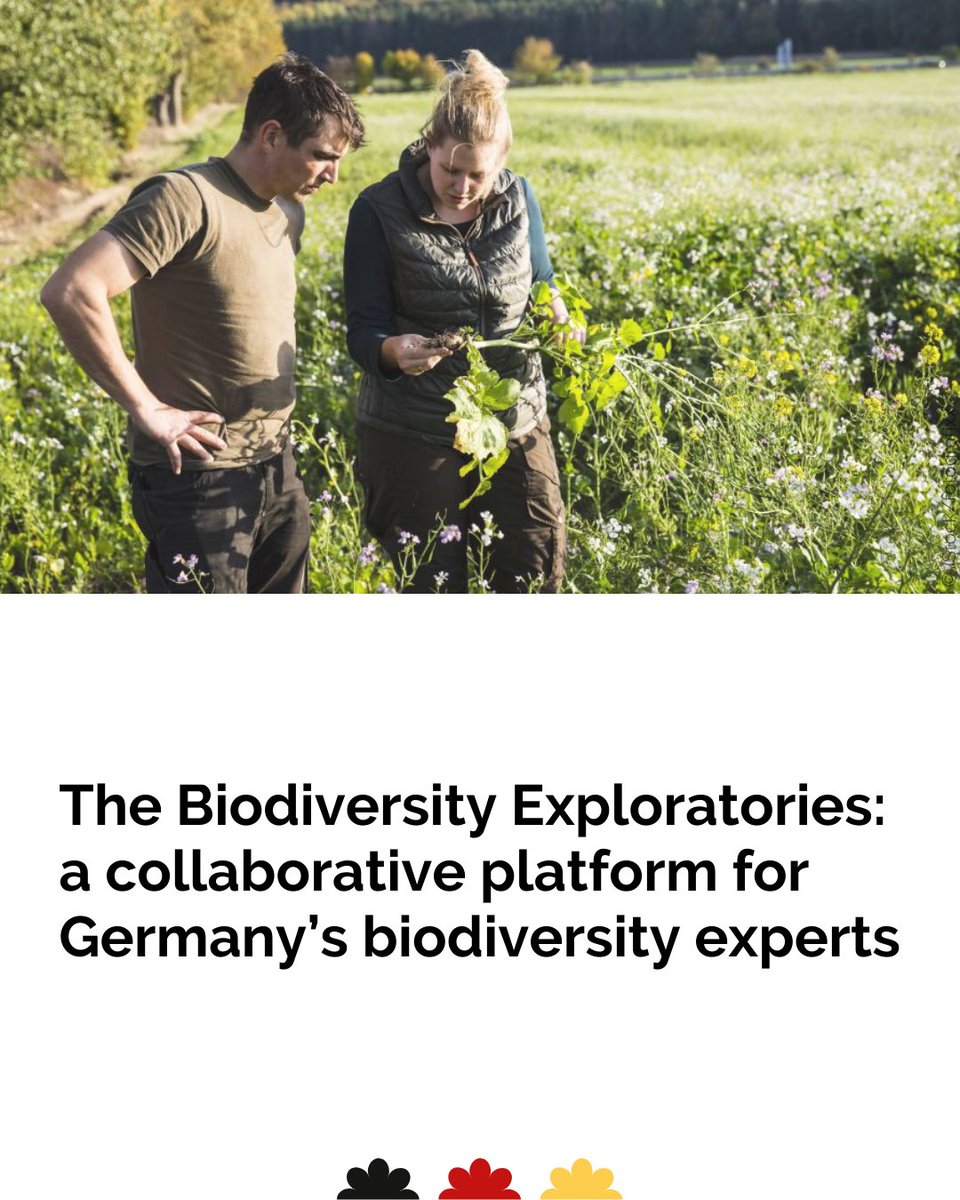 🌐🔍Europe’s biggest open research platform of its kind: the Biodiversity Exploratories is bringing together the German #Biodiversity research community for interdisciplinary and long-term research. Perhaps you too will soon be part of it? Find out here 👉 sohub.io/toiy