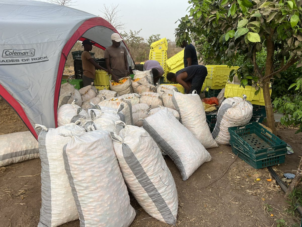 maawis_Gm's tweet photo. Alhamdulillah for a great harvest today at the farm, 1,500KG of high quality herbanero peppers ready for the market 
#Spicy
#Gambia #agriculture #farming https://t.co/OInsNYf77D
