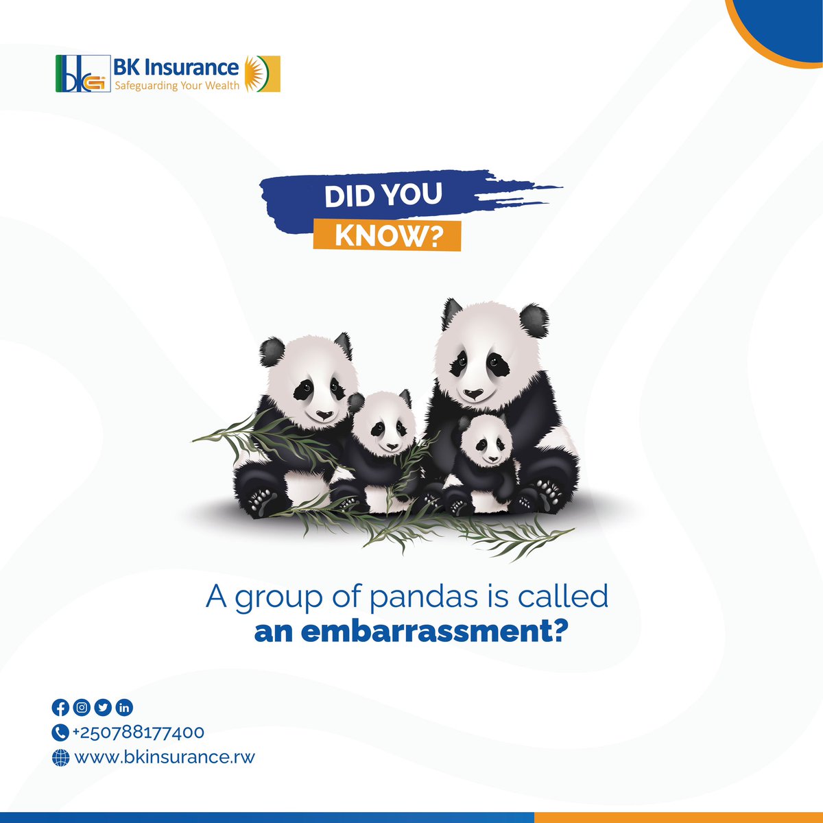 While pandas are adorable, their collective noun adds a humorous twist to their image making a group of them an embarrassment. #BKInsurance #Rwot #RwoX