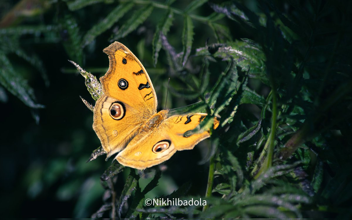 Just be humble and kind not just to others but on yourself too.

In pic : peacock pansy

#Titlituesday #tuedaymotivation #inthejungle #IndiAves #butterfly #bytterflyday #beautifulday #shotoncanon1500d #canonphotography #canon_photos #naturephotography #natgeowild #animalplanet