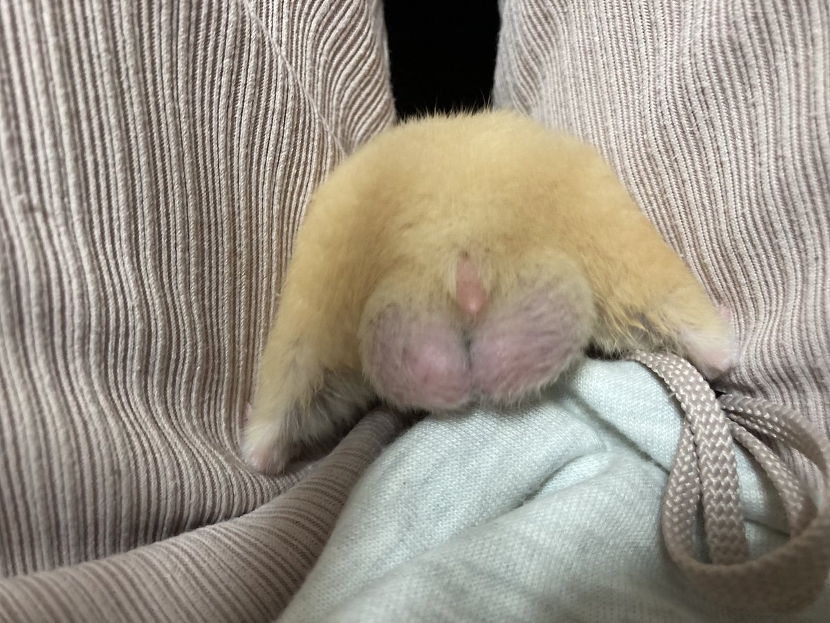 waiidbd's tweet photo. こてちゅくんのキンタマが大き過ぎて病気じゃないか心配になってきた😟有識者イマスカ……🥺❓ https://t.co/VYSpcqWPMe
