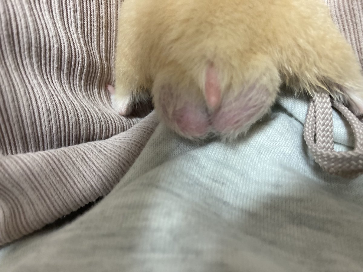 waiidbd's tweet photo. こてちゅくんのキンタマが大き過ぎて病気じゃないか心配になってきた😟有識者イマスカ……🥺❓ https://t.co/VYSpcqWPMe