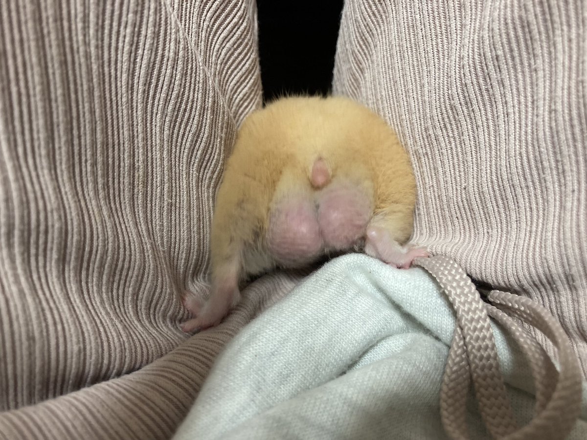 waiidbd's tweet photo. こてちゅくんのキンタマが大き過ぎて病気じゃないか心配になってきた😟有識者イマスカ……🥺❓ https://t.co/VYSpcqWPMe