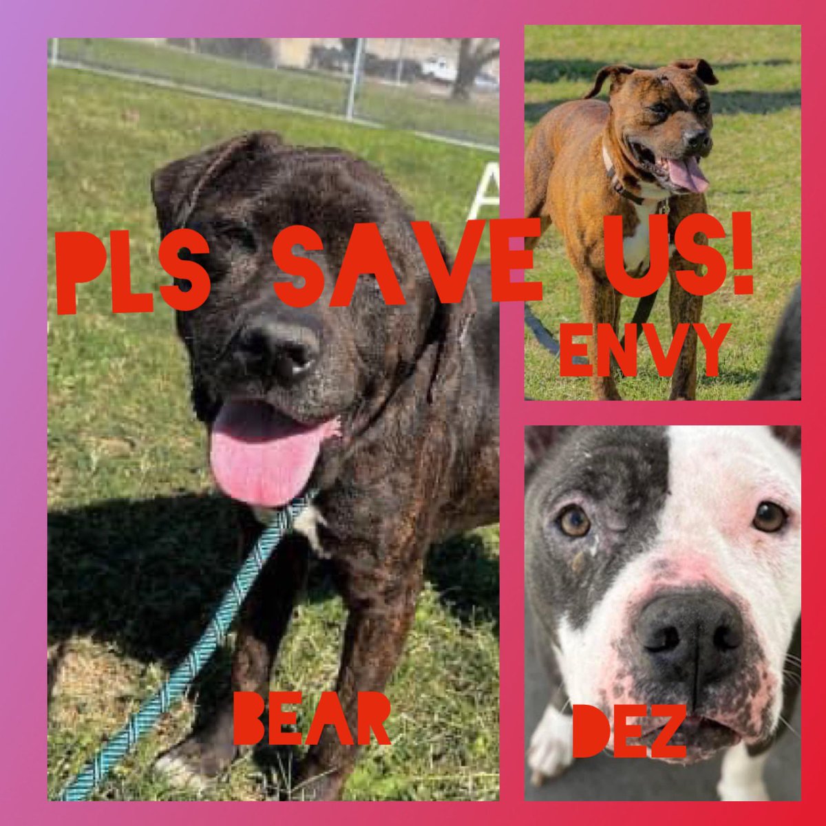 🆘💔Our TIME is ENDING😭in a few hours we’ll be 🔥KILLED🔥#Corpuschristi TX AC and forgotten. Pls SAVE us, don’t stop trying 🙏
💔DEZ #A365898 sweet senior
💔ENVY #A363002 adopted and returned 
💔BEAR #A366173 senior
Why none is coming for us?😭