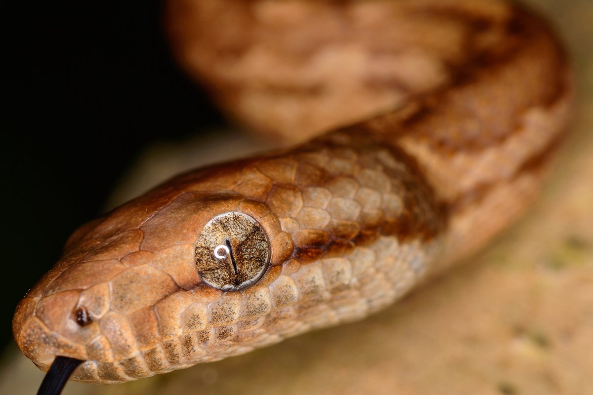 Did you know the @USArmyReserve protects 80 Endangered and Threatened Species across the nation? This includes the desert tortoise, Karner blue butterfly, northern long eared bat, and the Puerto Rican boa. #EarthDay @USAGMcCoy | @USAGFtBuchanan