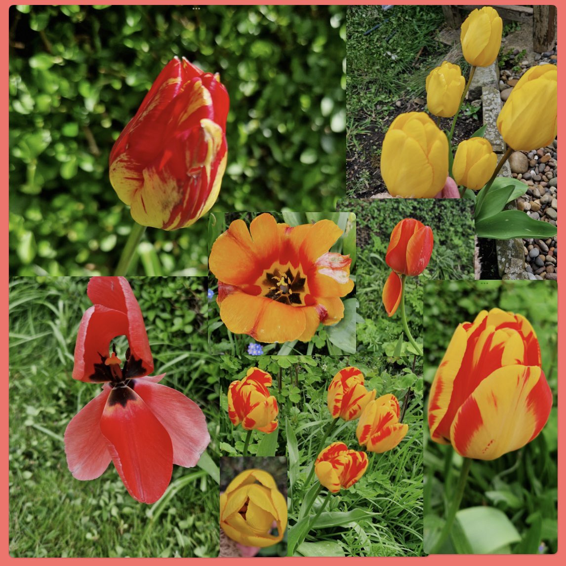 #GoodAfternoon #TwitterFriends the sun is out and it’s pleasant but very chilly. Anyway,.. Happy #TulipTuesday #TuesdayMotivaton