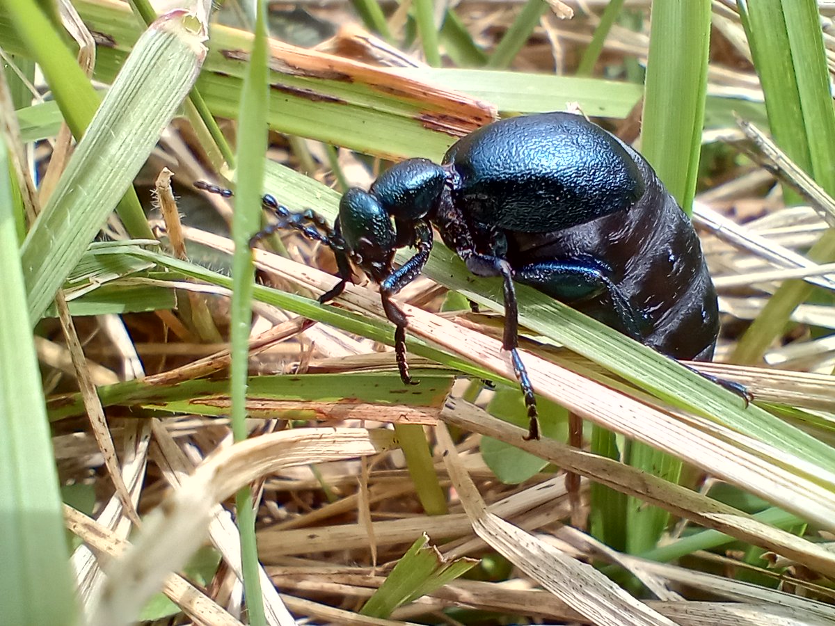 And for those who don't go a bundle on botany, here's a lovely iridescent Oil Beetle. It's about the size of a Brazil nut. #Springwatch #insects #oilbeetle #beetles #twitternaturecommunity #twitternaturephotography #twitteraintwhatitusedtobe #ukwildlife #uknature #bugs #Purbeck