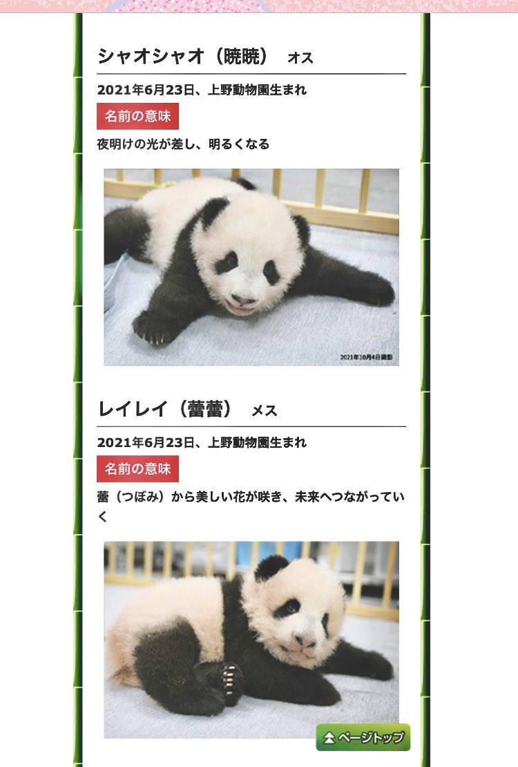 maki_0_win's tweet photo. 息子が明後日社会科見学で上野行くってよ☺️班行動でパンダ見に行くんだってぇ!いーなーぽんだ見たい🥺💕(パンダね🐼)
しかも上野の双子パンダの誕生日が!!#WATWING 結成日😳
さらに双子ちゃんの片方シャオシャオは漢字で書くと…暁🤭(曉の略字)
なんか運���的☺️
#古幡亮 #Ryopon🦊 #鈴木曉 https://t.co/bxmbove13Q