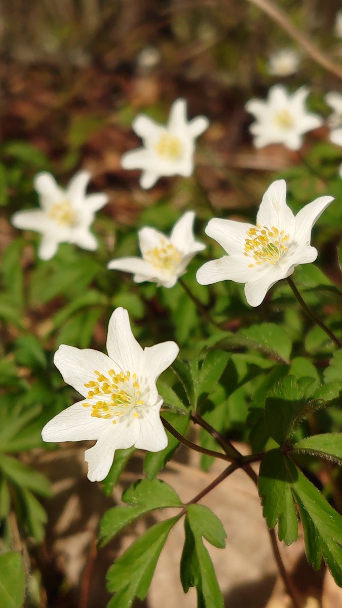 皆さん、
こんばんは🎶
今日の最後の一枚⤵️
白い花の家族💮

今日も優しい繋がり、
ありがとう🌹
おやすみなさい🎵
優しい夜を💤
明日もよろしく🙏

#写真好きな人と繋がりたい
#NaturePhotography