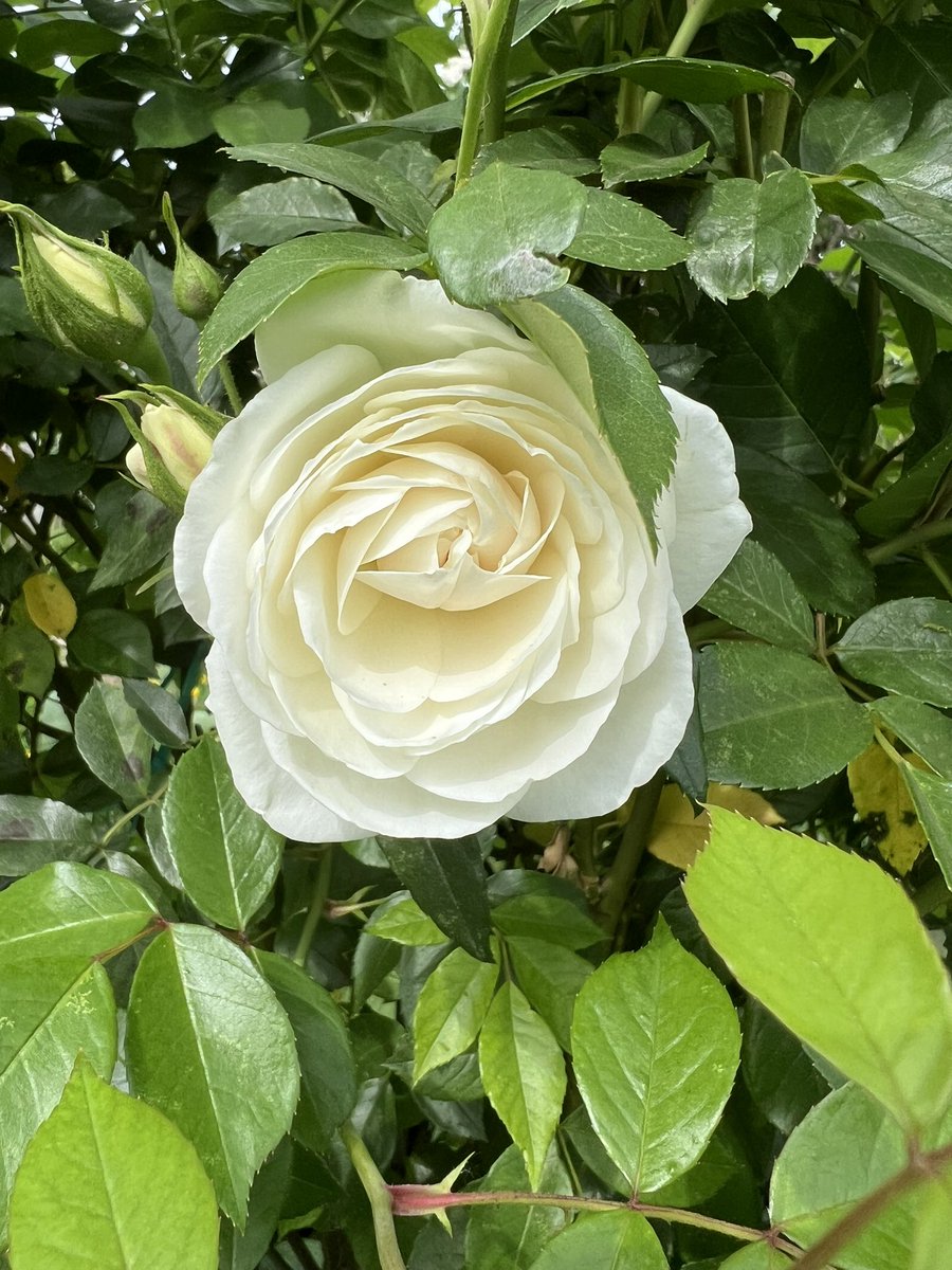 The white roses bloomed in my garden 🥰
