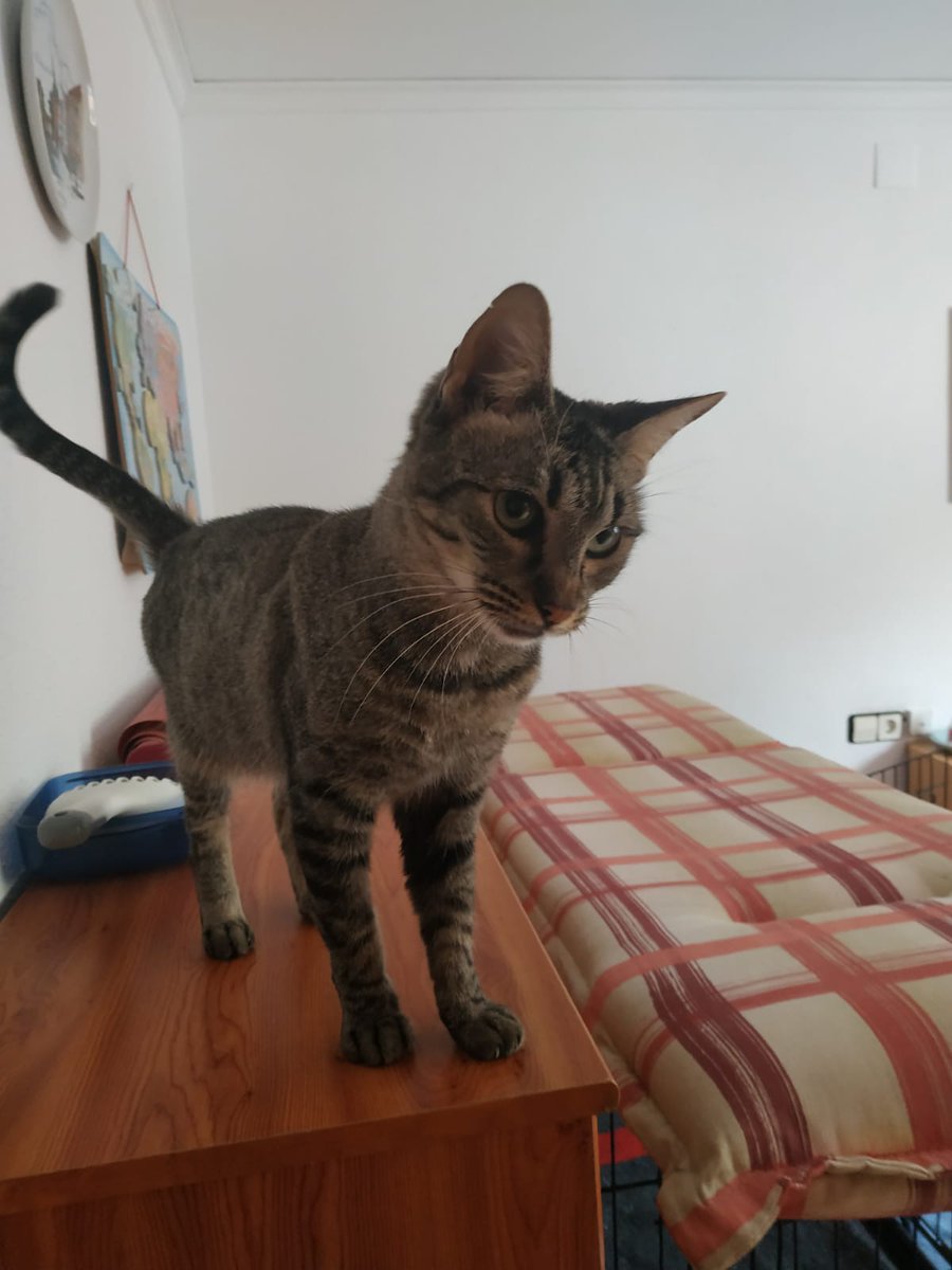 4catsVLC's tweet photo. Nina... ay Nina... 🥺

Quién nos iba a decir cuando la rescatamos que sería invisible... ¿por qué?

Todo el mundo quiere diminutos gatitos, ella tiene 7 meses ¿es menos bonita por eso?

Le encontramos un hogar bonito?

#valencia contacto 625 37 62 71

#adoptanocompres #gatos https://t.co/Aogqs5VEzf