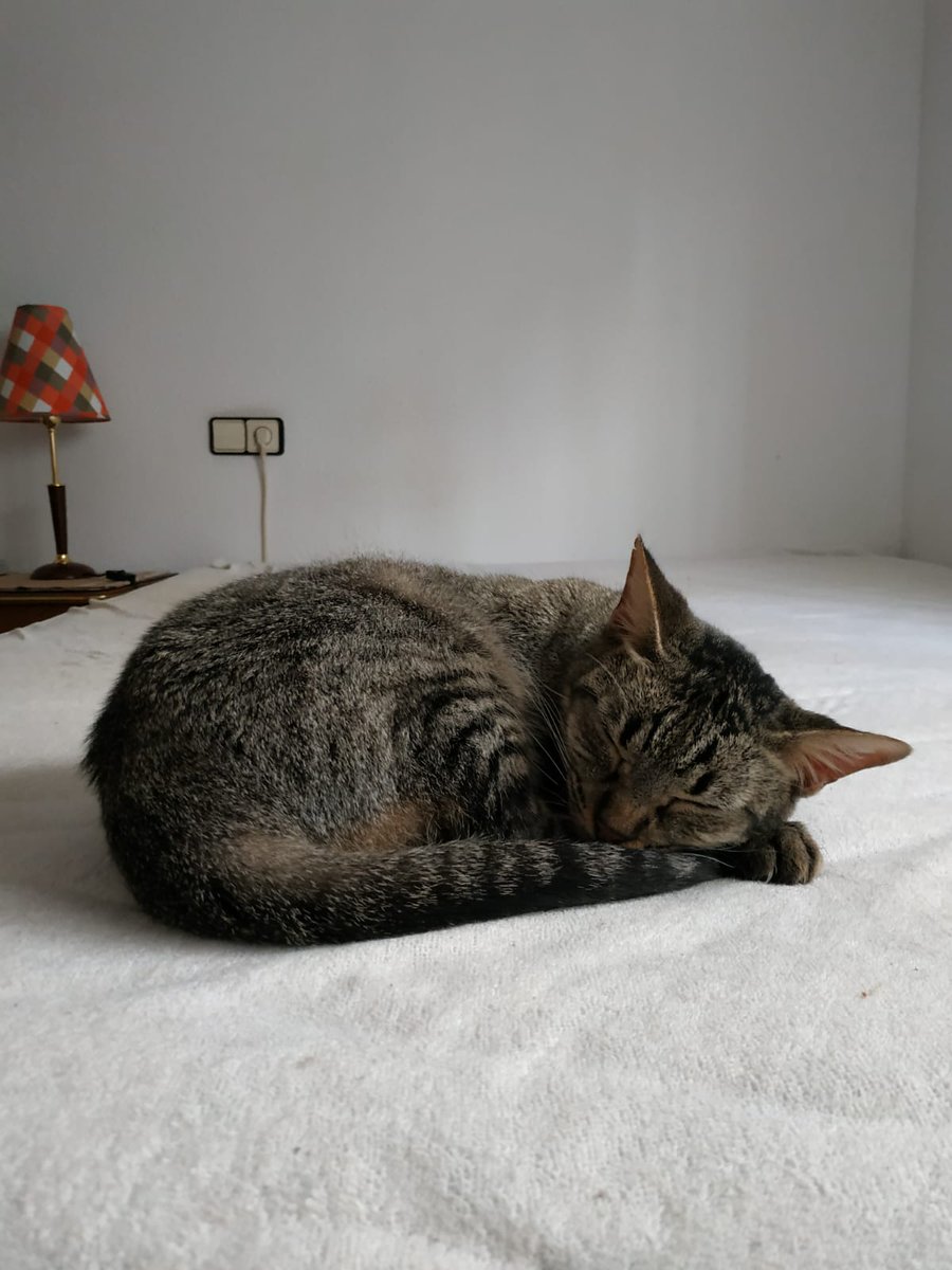 4catsVLC's tweet photo. Nina... ay Nina... 🥺

Quién nos iba a decir cuando la rescatamos que sería invisible... ¿por qué?

Todo el mundo quiere diminutos gatitos, ella tiene 7 meses ¿es menos bonita por eso?

Le encontramos un hogar bonito?

#valencia contacto 625 37 62 71

#adoptanocompres #gatos https://t.co/Aogqs5VEzf