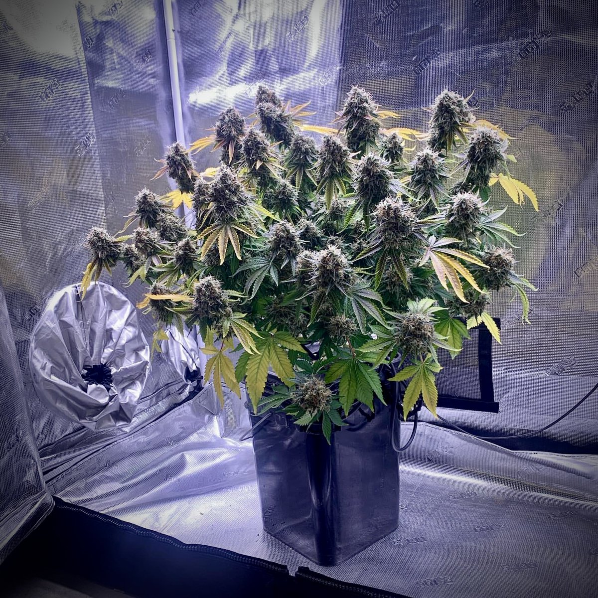 Why grow with Lotus Nutrients? Because your plants deserve the best! Our scientifically formulated nutrients ensure optimal health and growth. 🤗🪴 🌱 Grown with @lotusnutrients 📸 Grown by @frankiesindoorgrow 😁 Grow with Lotus today: bit.ly/LOTUS4U