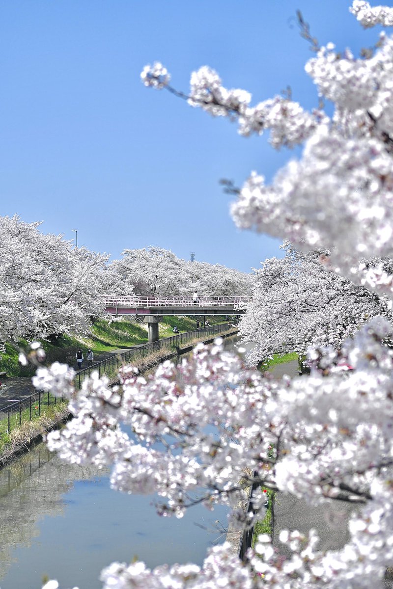 shinyainamura's tweet photo. Spring has come ���✨
#NikonZf https://t.co/gXwtITrStz