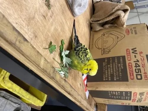 seemoloom's tweet photo. 2024/4/16の昼に迷子のセキセイインコを保護しました。
場所は広島県安芸郡府中町新地です。
黄緑色のオス？だと思います。
最初はパニックでしたが、今は餌食べて水飲んで落ち着いています。
心当たりの方は連絡下さい。
https://t.co/wxXlyOsbHS
#セキセイインコ
#迷子保護
#広島県安芸郡府中町新地 https://t.co/O8XoaKPMmX