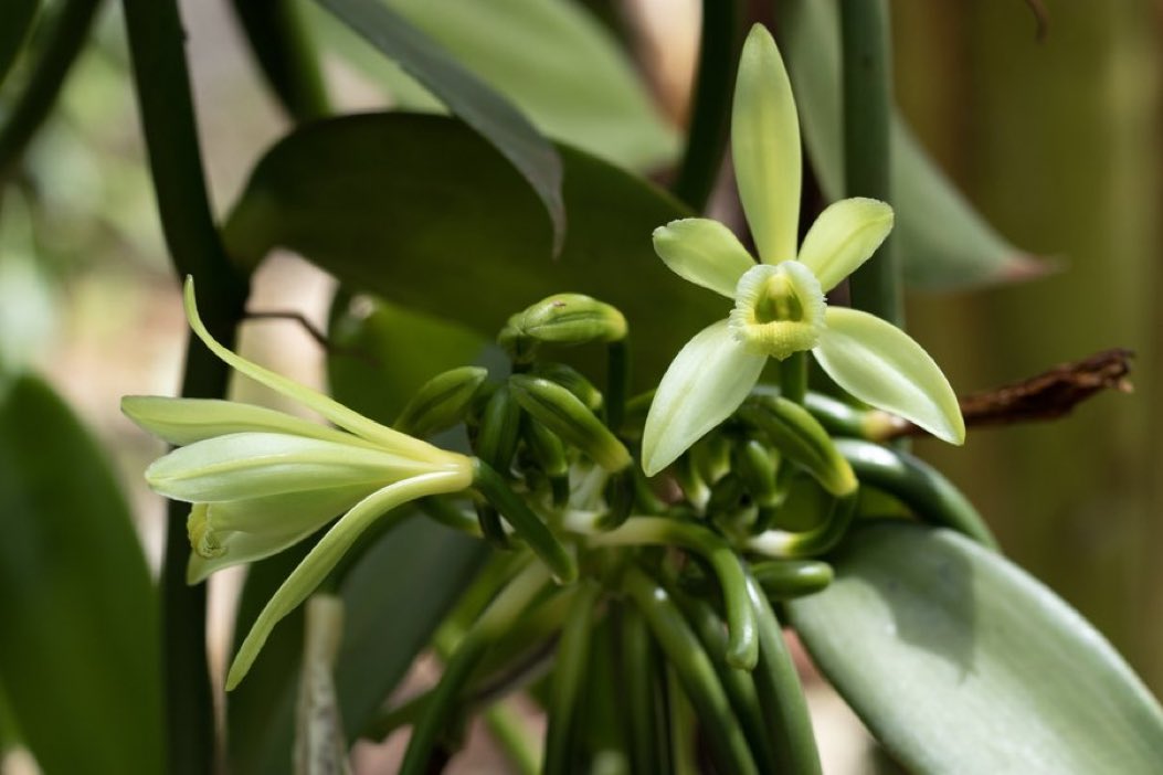 DYK it's National Orchid Day...! Here at LittlePod, we're celebrating the vanilla orchid – the precious plant that is at the heart of all our efforts! #NationalOrchidDay #LittlePod #CampaignForRealVanilla 🌍