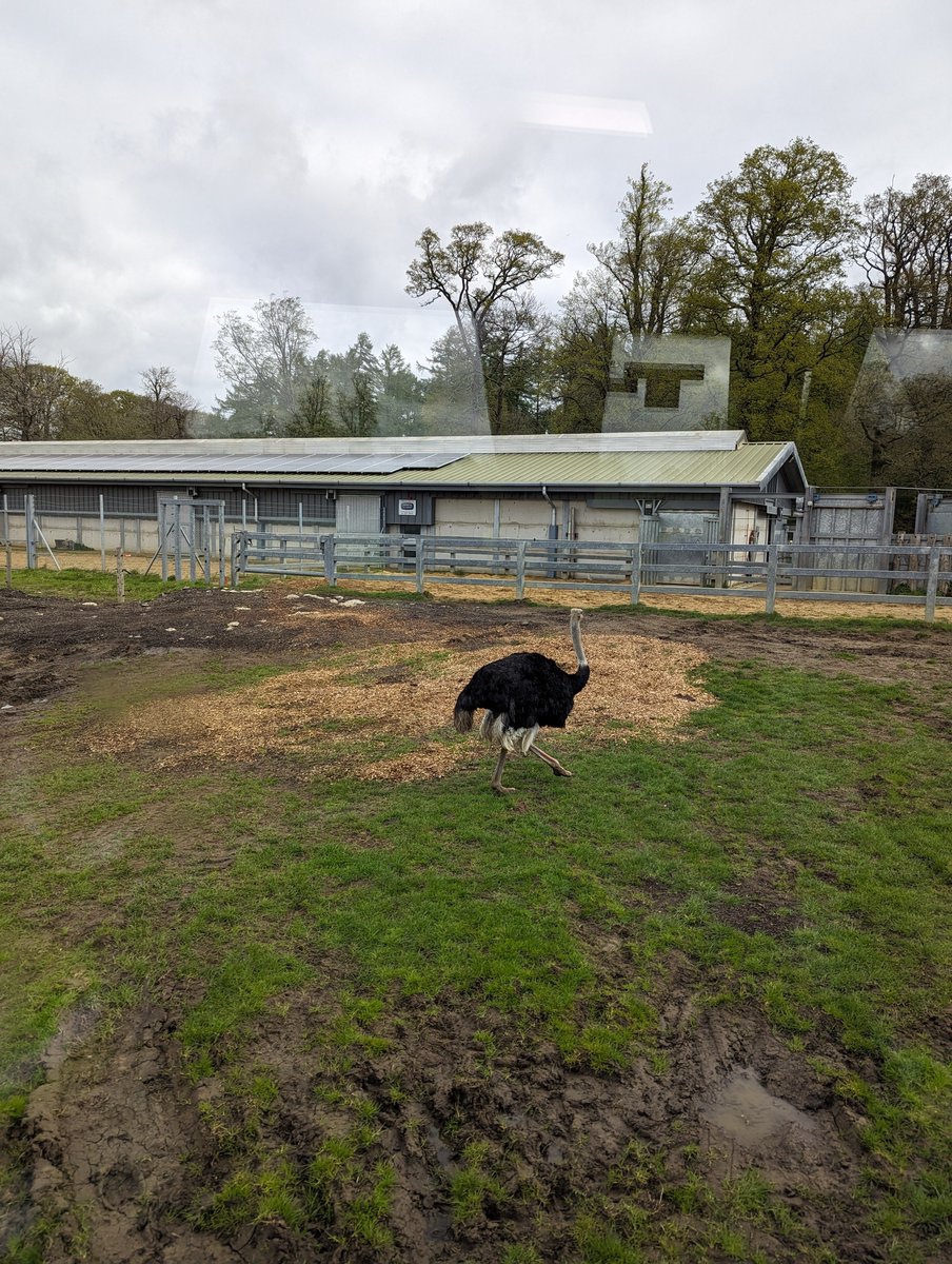 Uptonclass2MF's tweet photo. 10am, first stop...Rhinos, ostrich, elephants and zebra! https://t.co/rYSBDwns2c
