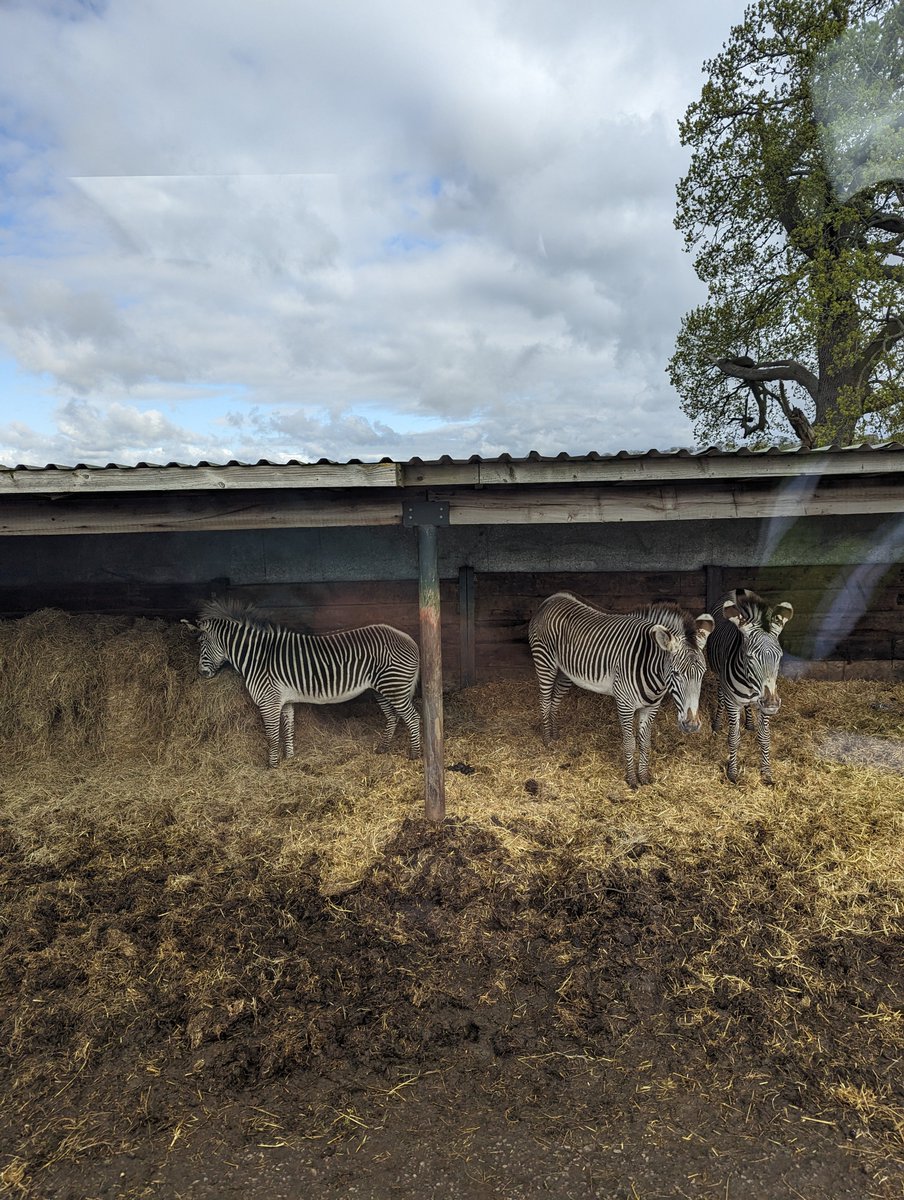 Uptonclass2MF's tweet photo. 10am, first stop...Rhinos, ostrich, elephants and zebra! https://t.co/rYSBDwns2c
