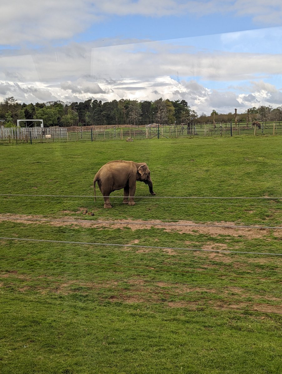 Uptonclass2MF's tweet photo. 10am, first stop...Rhinos, ostrich, elephants and zebra! https://t.co/rYSBDwns2c