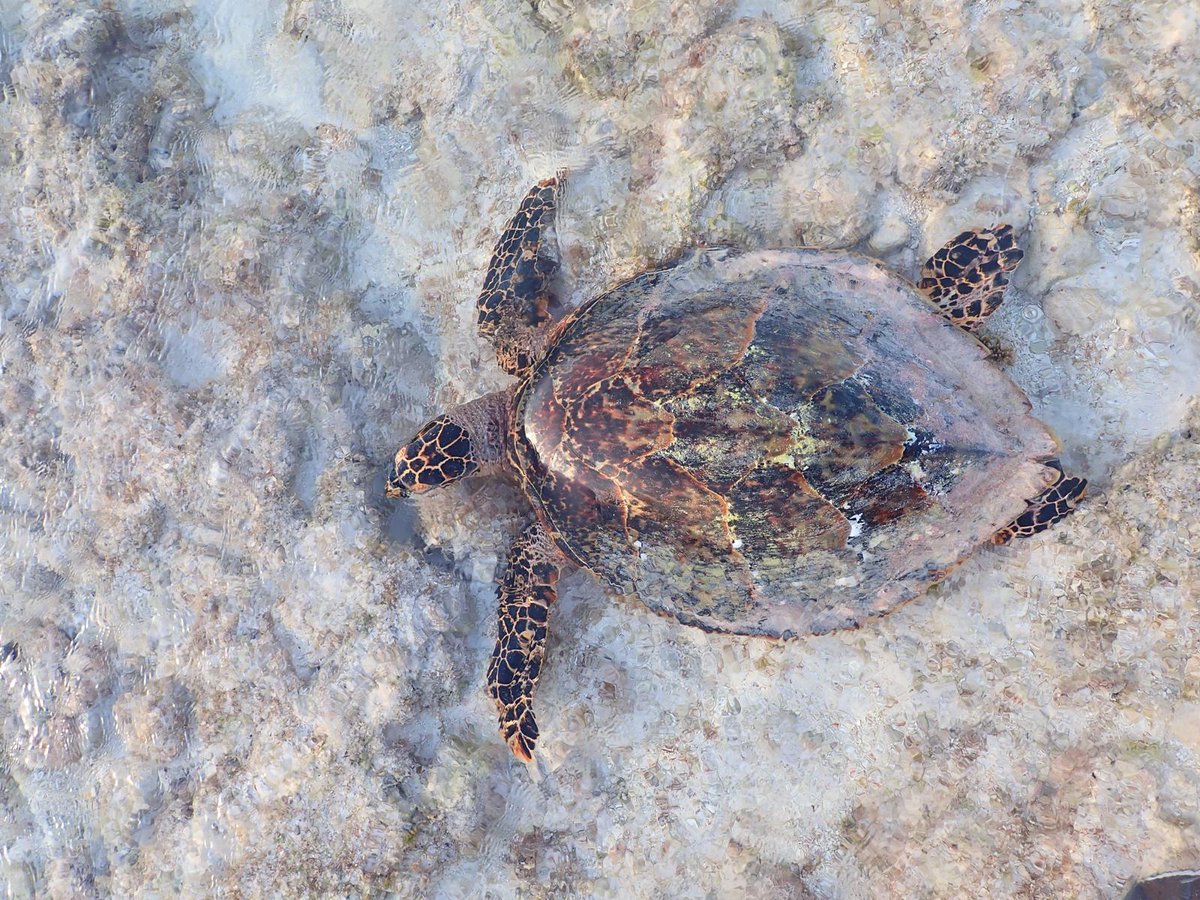 MarCEL_Swansea's tweet photo. Recently PhD student @Sophia_Coveney presented some of her research at the @ISTS_Symposium. She discussed the use of #DNAmetabarcoding🧬to characterise #seaturtle diet, important considerations of the technique and its potential in sea turtle foraging ecology🐢 https://t.co/9T7u1Repqz