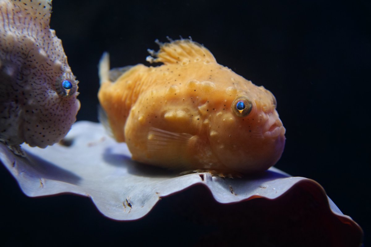RO_IDCphoto's tweet photo. 20年目のえのすいでも沢山の生き物に出会えますように。

#えのすいの日
#新江ノ島水族館 https://t.co/7qOaejuOX8