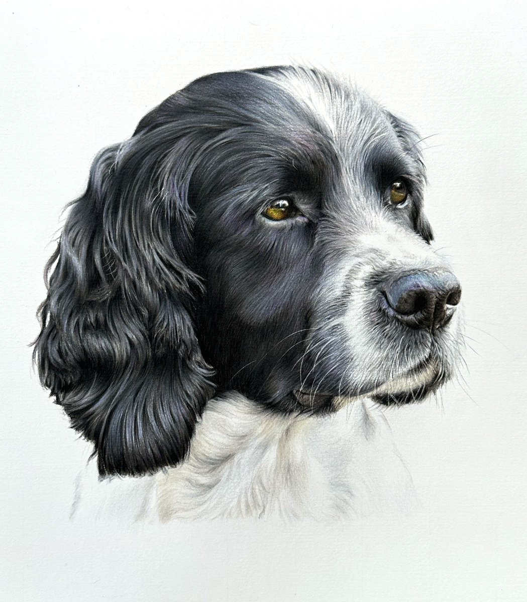 ‘Basil’ I knew from the moment I saw Basil’s photo that this would be a wonderful portrait and it really has been a joy from start to finish. I hope you all like him as much as I do 💛