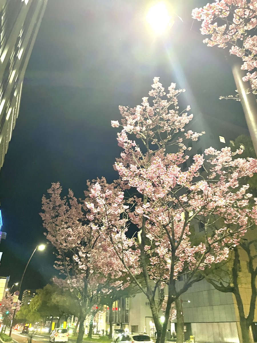 JapaneseJacky's tweet photo. 今日歳を重ねました、今や明日、これからも変わらず、1日を大切にして生きていきたいと思います。
一年かけて短く咲く桜って良いですね、、 https://t.co/Us20VvNb9M