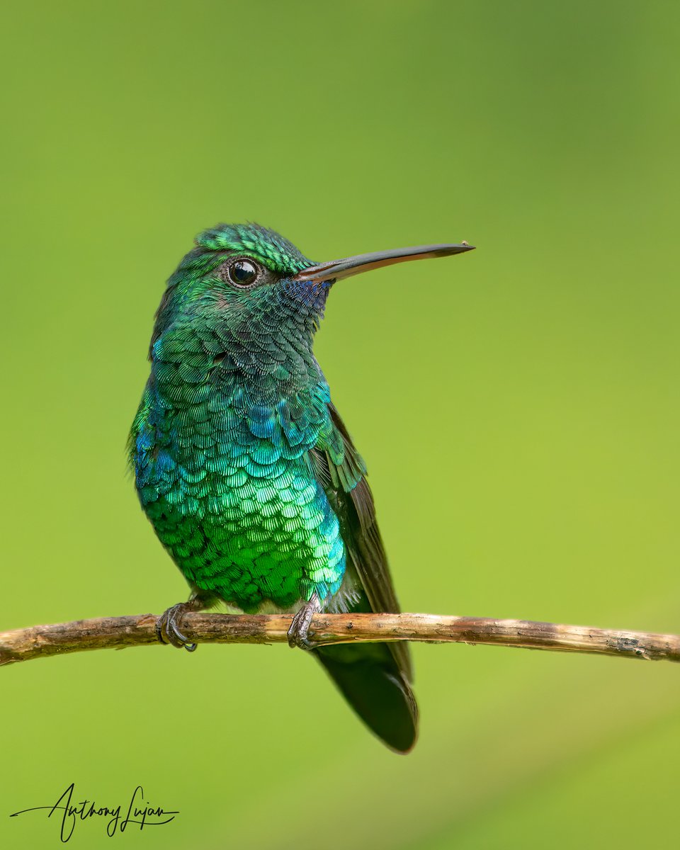 Blue-chinned Sapphire Chlorestes notata IUCN status - Least Concern Sony A1 - Sony 600mm #BluechinnedSapphire #Sapphire #birdingTrinbago #birdsoftrinidadandtobago #hummingbird #colibrí #beijaflor #Trochilidae #hummingbirds #hummingbirdsofTrinidadandTobago #natgeoyourshot #nat...