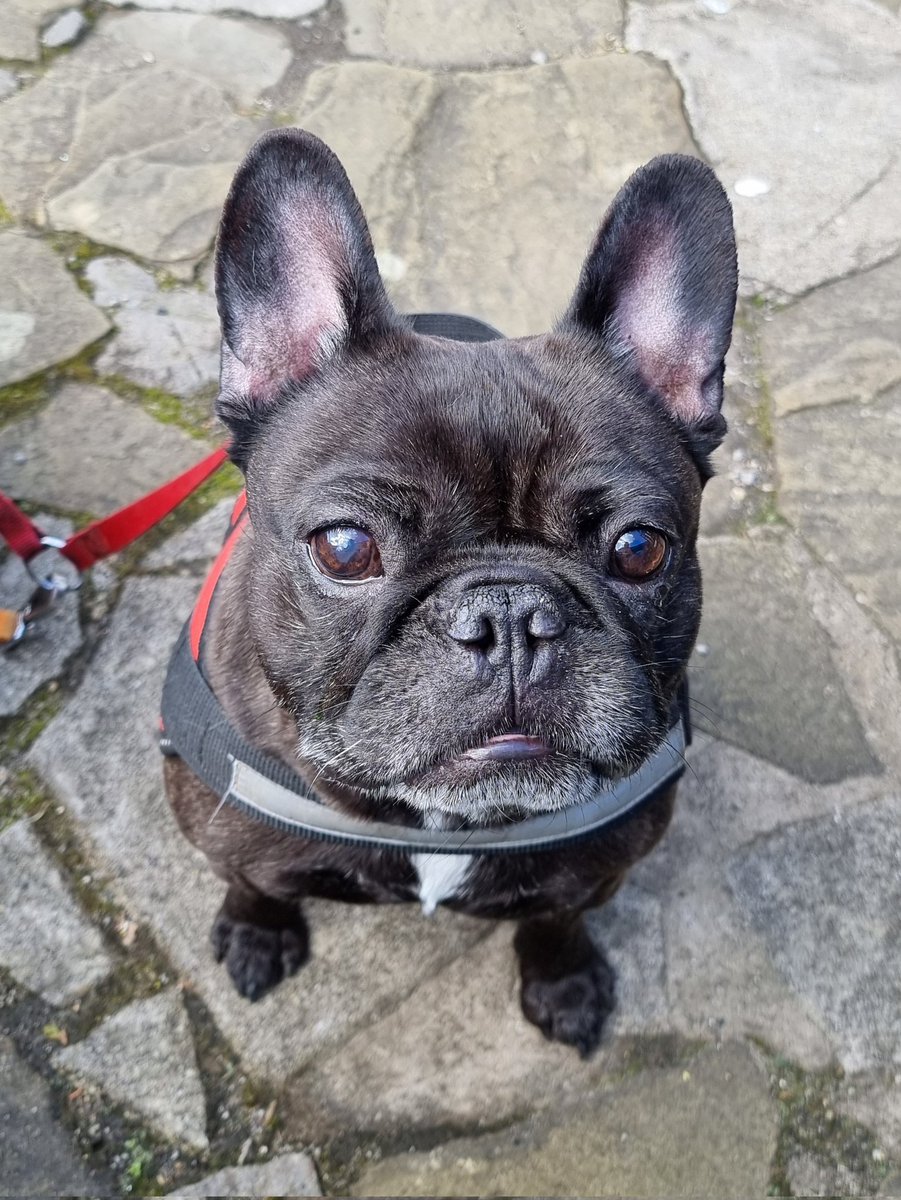 Quietbiglad's tweet photo. It's just an old bugger sat in a beer garden, drinking Guinness Zero with his pups. #BlueSkies #GuinnessZero #Frenchies #DogWalking #73days #MND https://t.co/qTfgT0D7S7