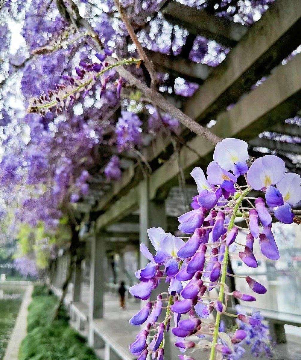 Many streets and neighborhoods in Nanchang are adorned with wisteria flowers, resembling a 'walking wisteria waterfall.'