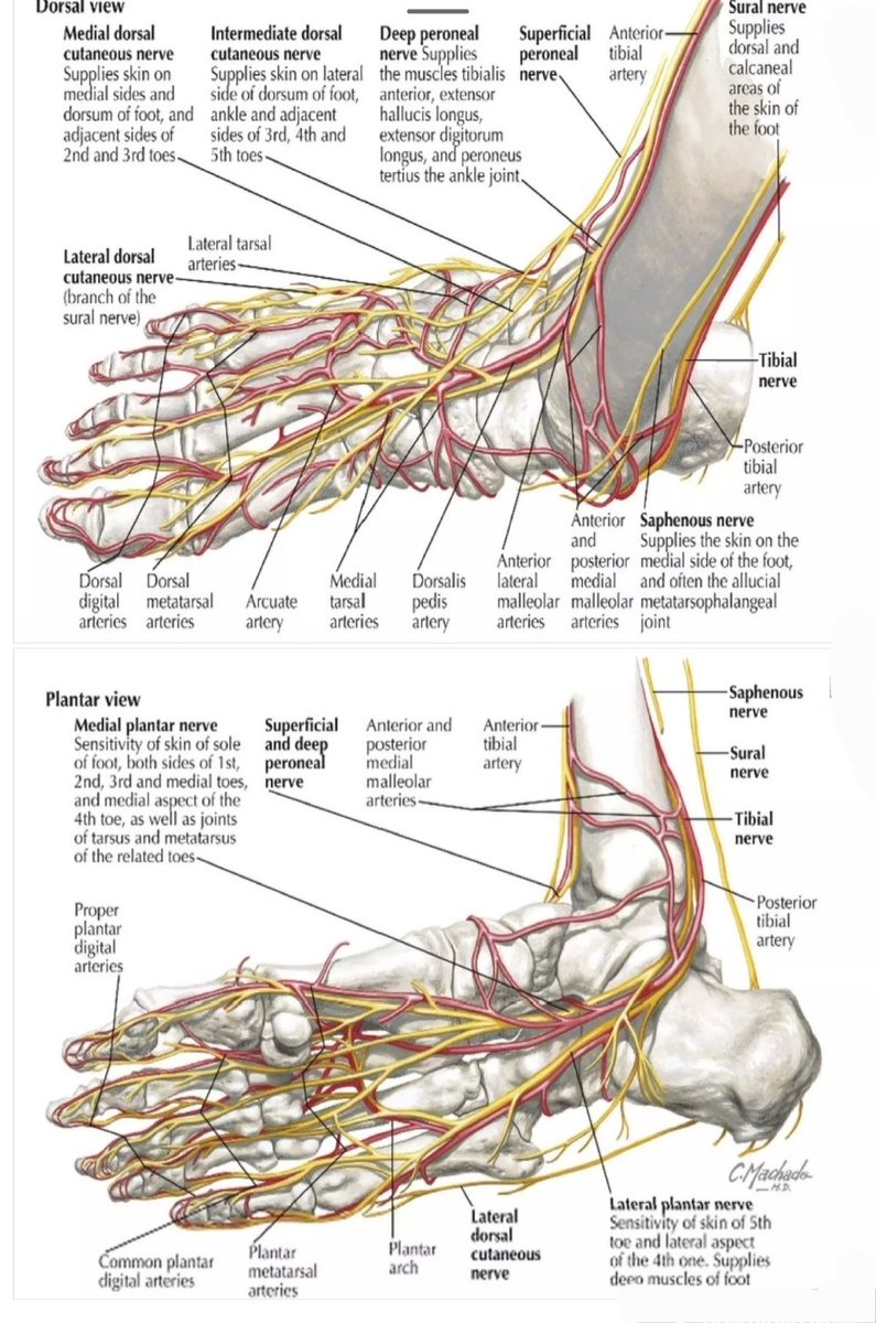 Anatomy of the Foot Arteries & Nerves👏 From: Netter Images👍
