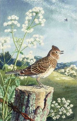 Day 4 of my first bout of Covid. Just hideous. Headache, coughing, aches, very sore throat, fatigue and weakness. Am a little better today. Temperature has gone down. Really is an unpleasant experience. 🖼️ CF Tunnicliffe