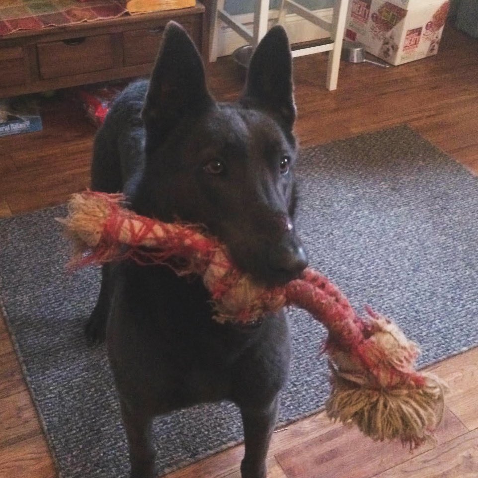 WHERE ARE THEY NOW?

Patrol K9 Gator retired in 2021 with his handler Deputy McKee, marking the beginning of a well-deserved life of leisure. Gator has since embraced his inner couch potato and found happiness in playing with his favorite toys.