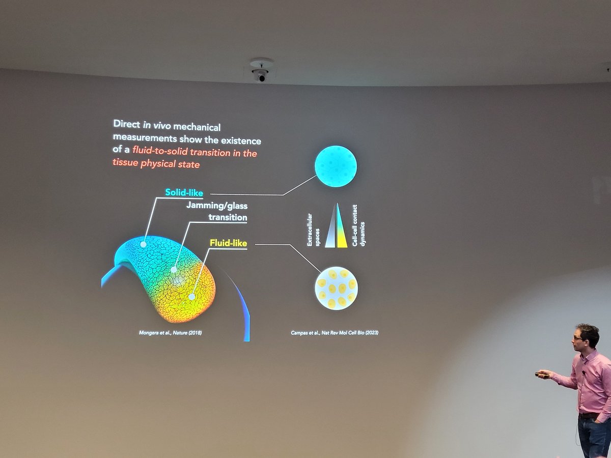 Day 2 of the EMBL symposium: The mechanics of life: from development to disease. 
Amazing talk by Otger Campas on the role of mechanics in shaping organisms. #EESMechanobiology