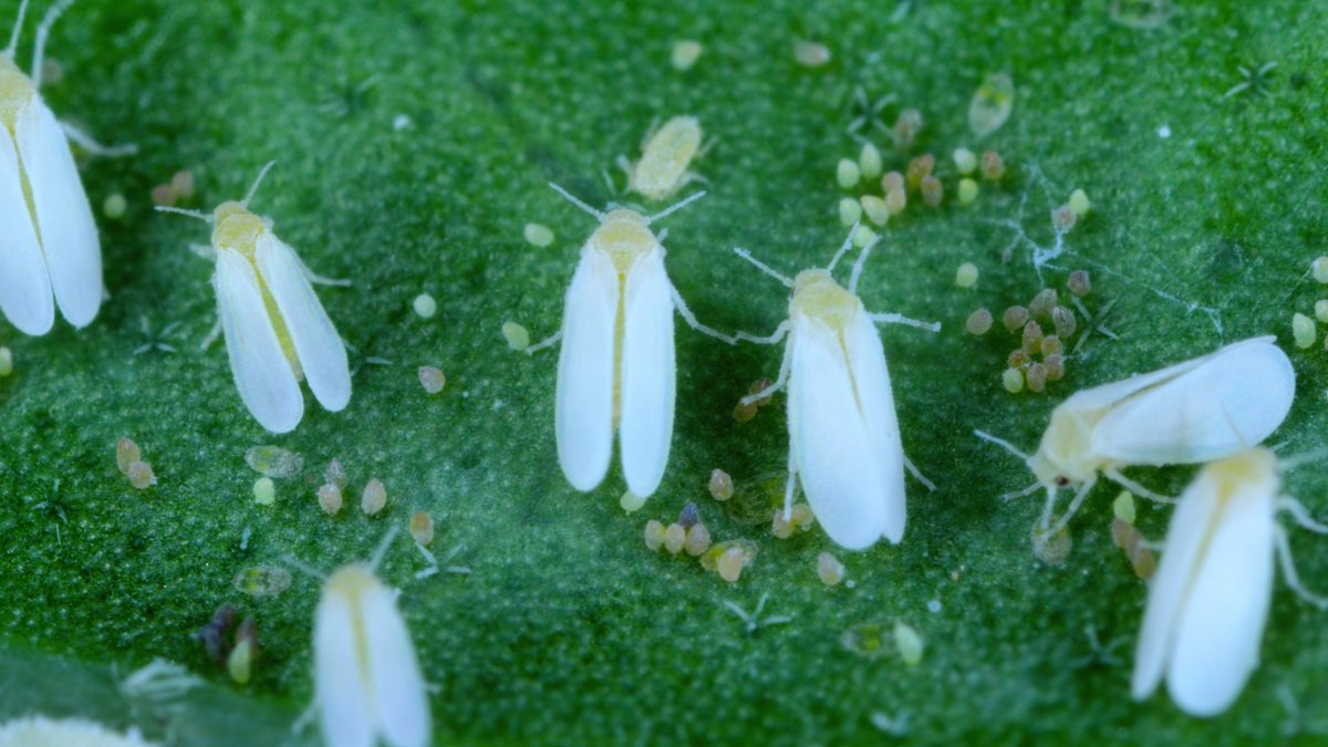 New blog 📰on our website: #VIRTIGATION partner @unict_it investigated the geographic spread & diversity of the #BemisiTabaci #whitefly in 🇮🇹, providing also a 1st report of #whitefly #endosymbionts sequences: virtigation.eu/bemisia-tabaci… #H2020 #EUFunded #PlantHealth #Virus #Vectors