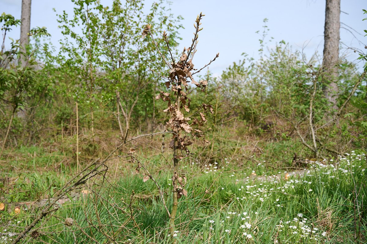 IPlantATree's tweet photo. Bilder von der Pflanzaktion am Samstag in Blankenheim. Vielen Dank nochmal an alle kleinen und großen Helfer für die tatkräftige Unterstützung! 👍 https://t.co/aOMkRST9Wo