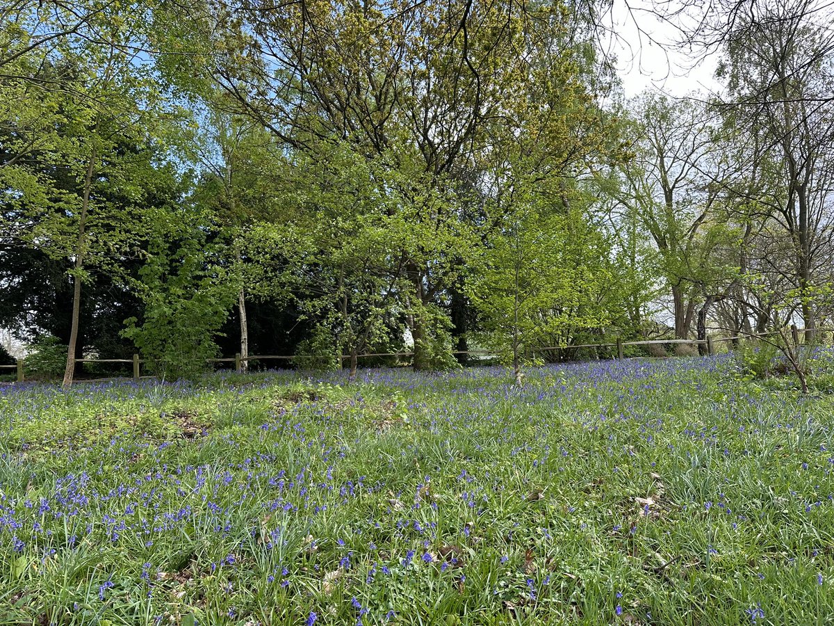 Bluebells out in force here @Painshill