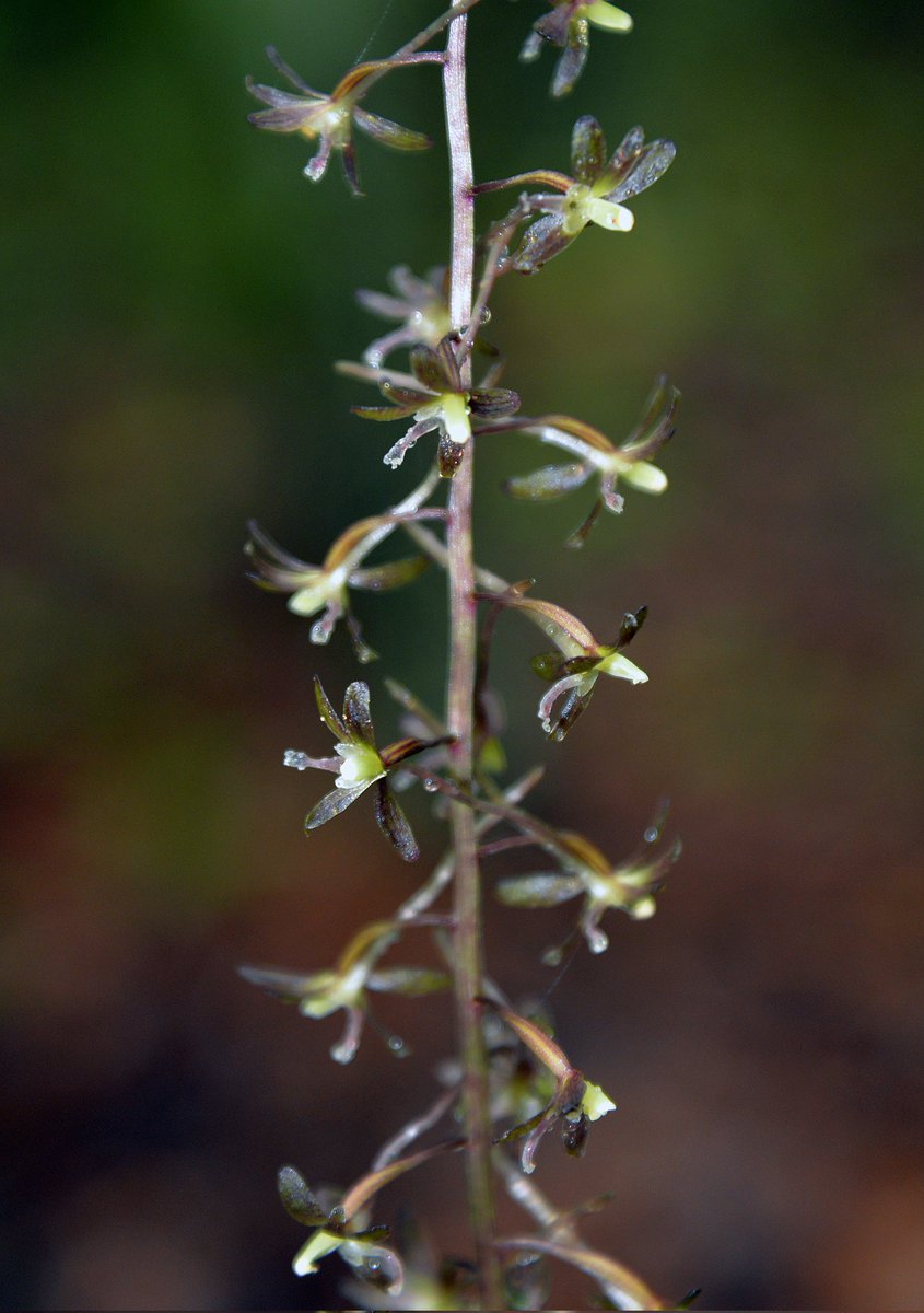 Today is National #Orchid Day, and here's a gallery of wild #orchids that our staff photographed in the #NJ #Pinelands. The Pinelands is home to nearly 30 wild orchid species. Can you ID these four orchid species? #orchidlovers #flowers #flower #plants