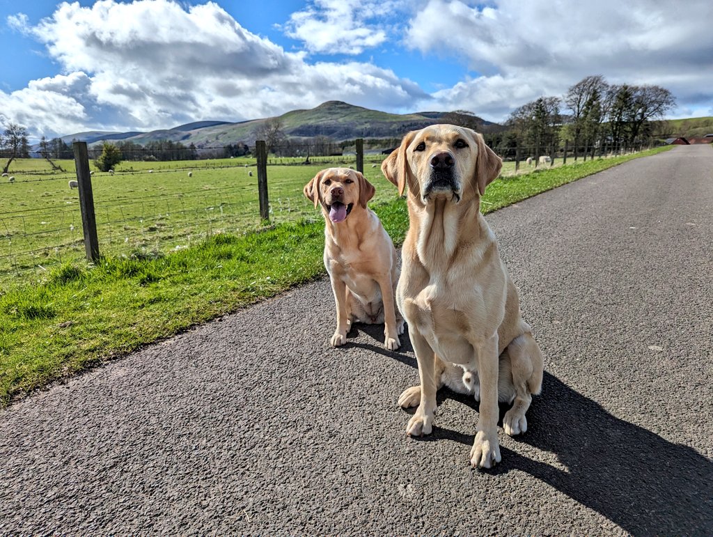 Albert and Bera 🐶🐕 Bert's Legacy 🌈 ❤️ tweet media