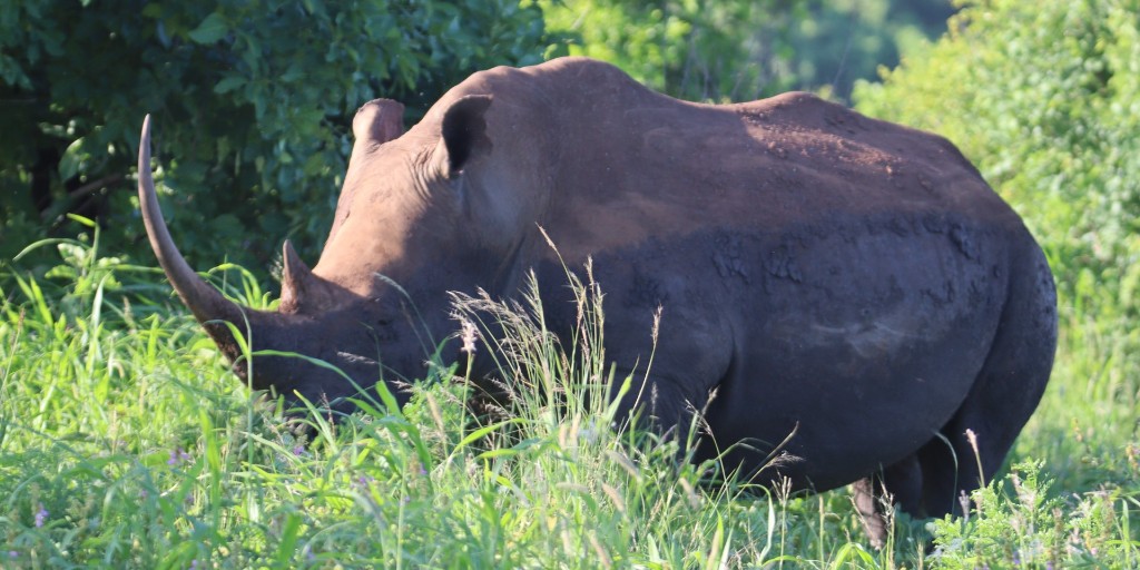 Tana is one of the precious rhinos in Meru Rhino Sanctuary. She is a devoted mother and has given birth to six calves! Become a rhino adopter today and you can help keep critically endangered rhinos like Tana and her family, safe from poachers 👇 ow.ly/woyB50RagbX