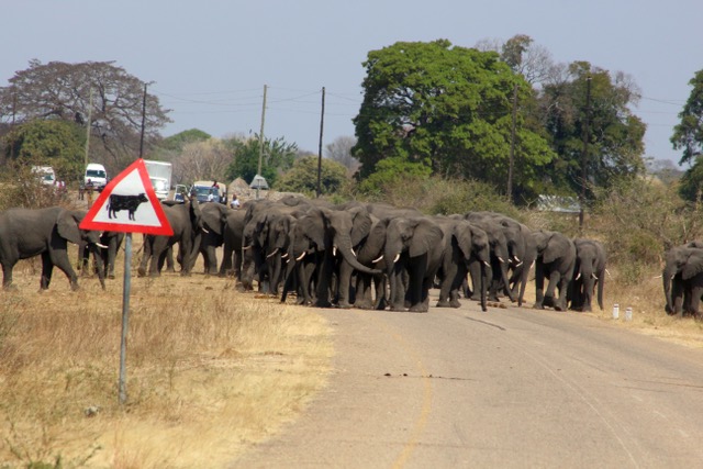 🐘 En 2022, des éléphants ont montré leur incroyable compassion : 👉ils se sont rassemblés pour enterrer et pleurer la perte d'un compagnon à Sioma, en Zambie. 💚Par la suite, ils ont évité de retourner sur ces lieux de sépulture pendant plus d'un an ! 🌿