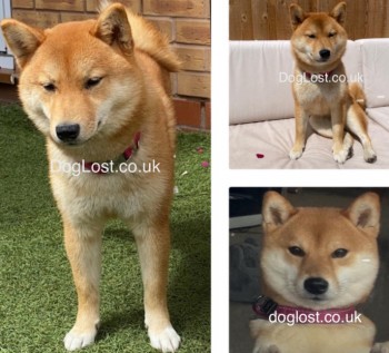 AdoptionsUk's tweet photo. Please retweet to help FIND CHERRY, LOST/STOLEN #ORMSKIRK #HALSALL #LANCASHIRE #UK
LOST ON 5 APRIL 2024
#SHIBAINU, VERY NERVOUS, FEMALE.
🔷REWARD FOR SAFE RETURN🔷
DETAILS👇
https://t.co/Vqdww8EqD2
#dogs #Missing #Cherry #Lost #Stolen #Blackpool #Preston #Morecambe #adoptdontshop @MissingPetsGB @DogLostUK @RSPCA_official