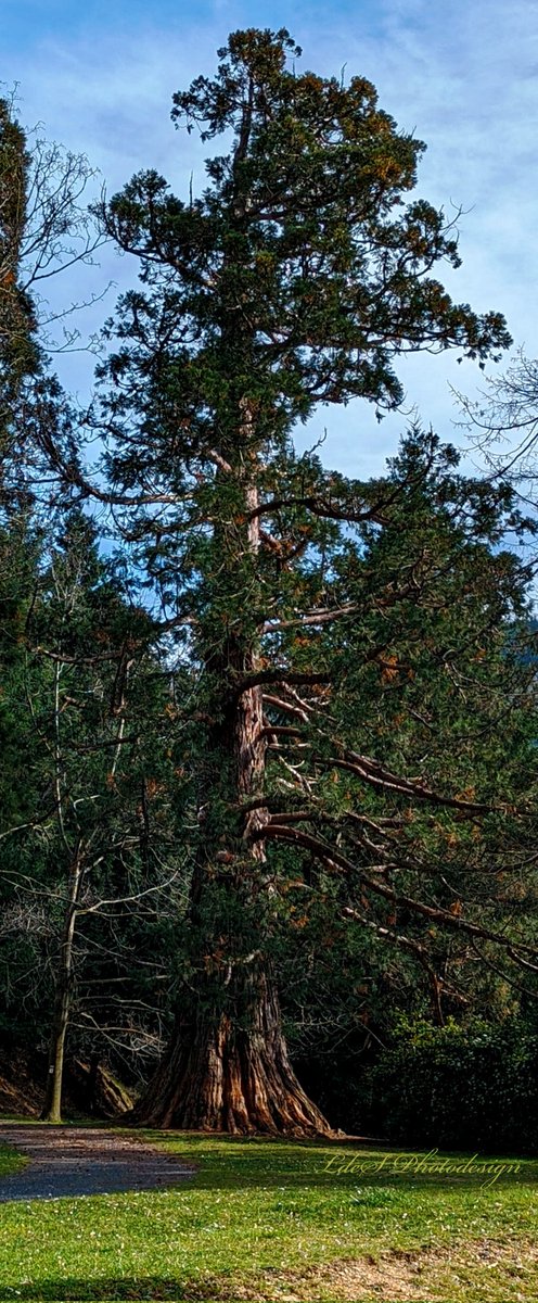 Joyeux #ThickTrunkTuesday à vous tous (Sequoia géant). Soutenez vos amis par des Likes et des Retweets.

@keeper_of_books #Trees
#ArbreDuMatin #TreeClub #AmiesDesArbres #Vertorama
#JaimeLesArbres #ThePhotoHour