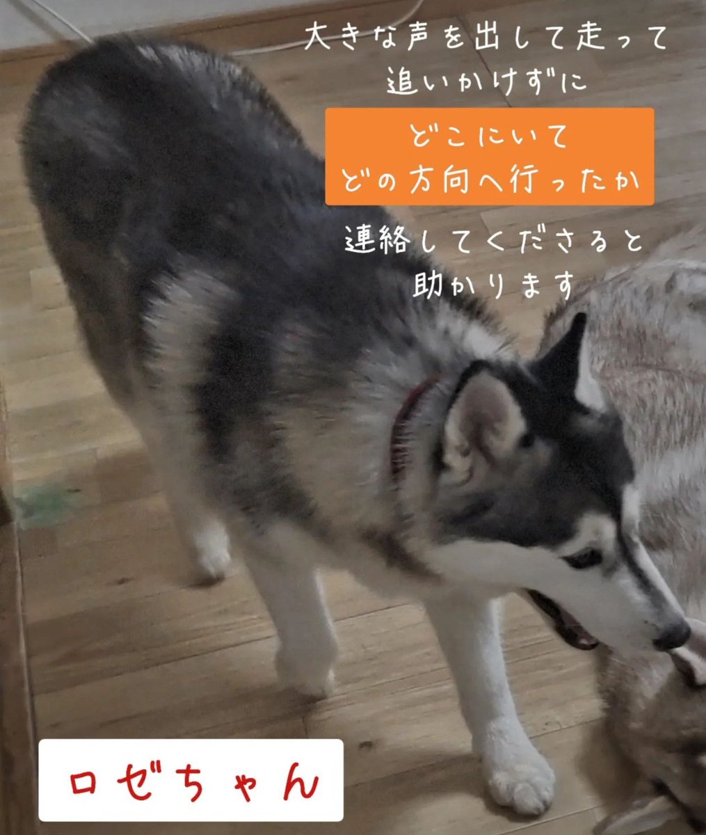 まだ見付ける事ができていません。何か知っている方いませんか？少しでも心当たりがありましたら教えてくださると助かります。保護してくださっている方がいましたら安否確認、お礼をしたいです🙇皆さんいつもロゼを気にかけてくださりありがとうございます。#迷子犬　#迷子　#迷い犬　#犬　#大型犬