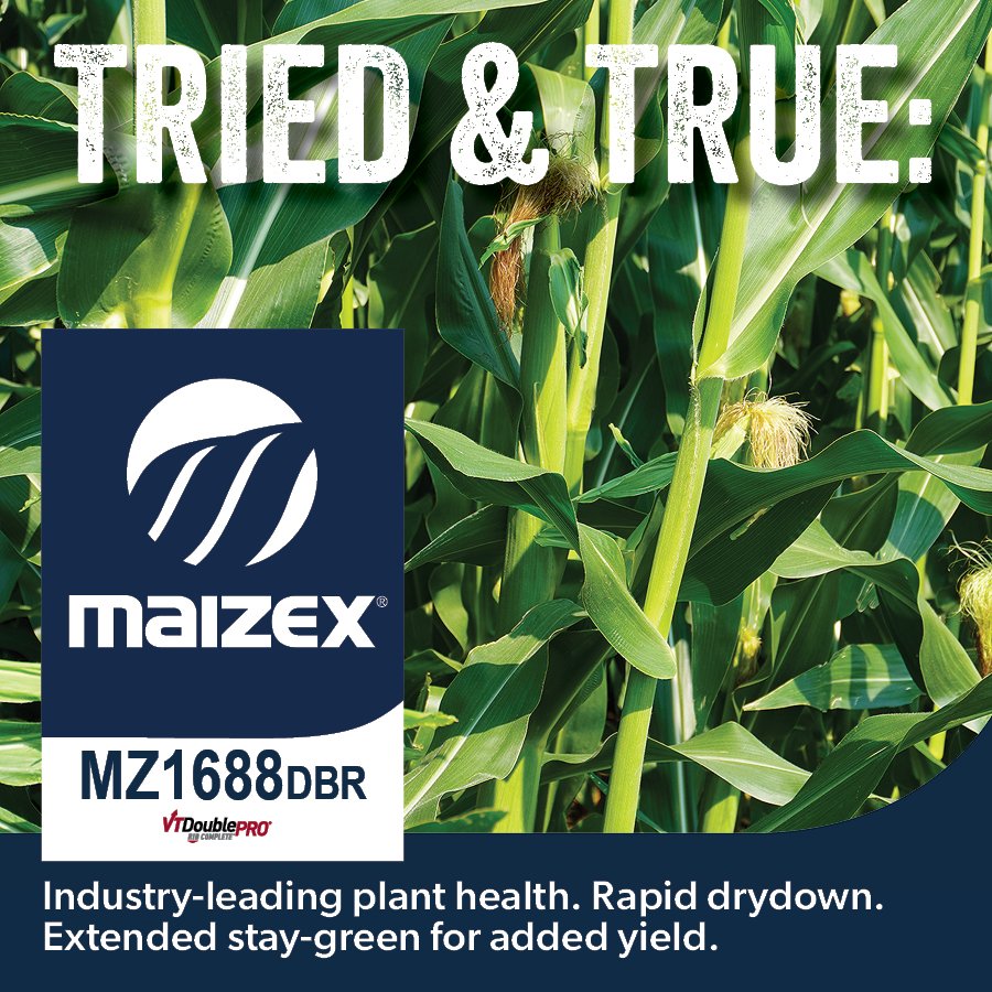 Still need some seed? Talk to your #MaizexDealer about which hybrids are best for you! #fieldbyfield #Plant24 #CanadianGrownCanadianOwned