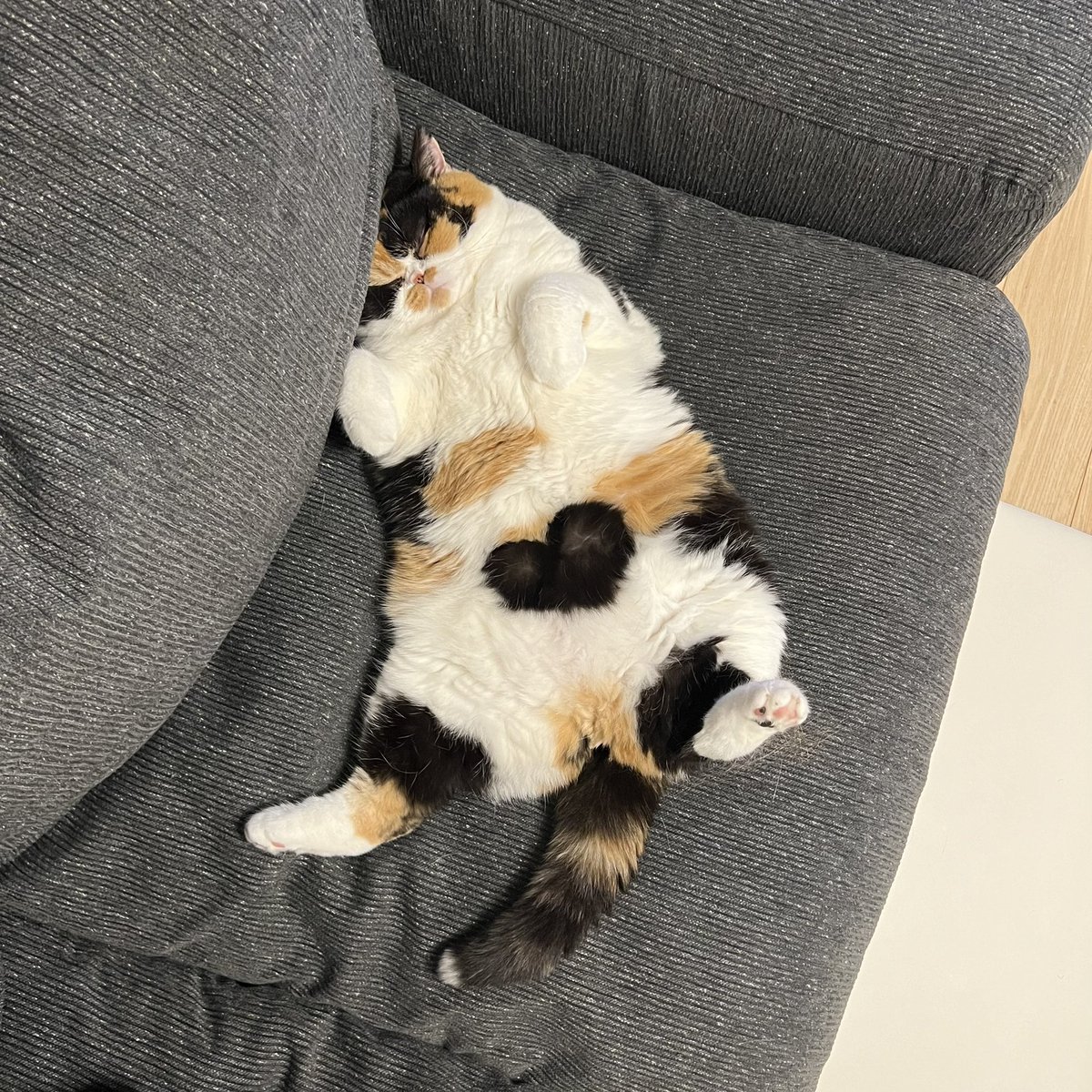 oage_cat tweet picture
